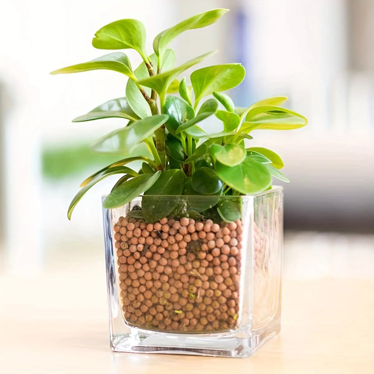 Petite pierre de couleur naturelle Le Coin Vert